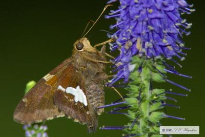 d30_butterflies