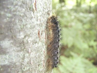 caterpillar id