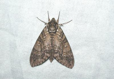 Waved Sphinx (Ceratomia undulosa)