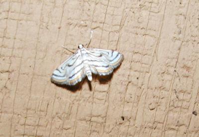 Pondweed Moth (Parapoynx badiusalis)