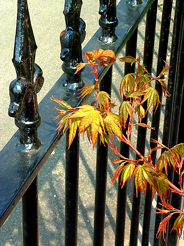 coral bark maple