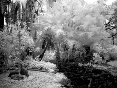 Wall--Palms-IR-wb.jpg