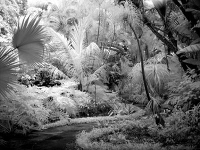 IR-path2-wb.jpg