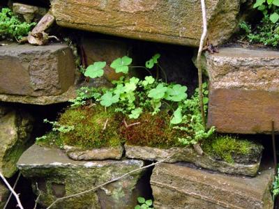Mossy-Brick-in-Wall-wb.jpg