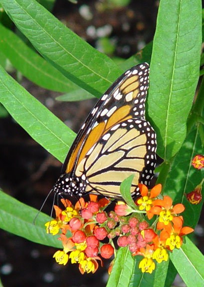 Monarch-Folded-wb.jpg