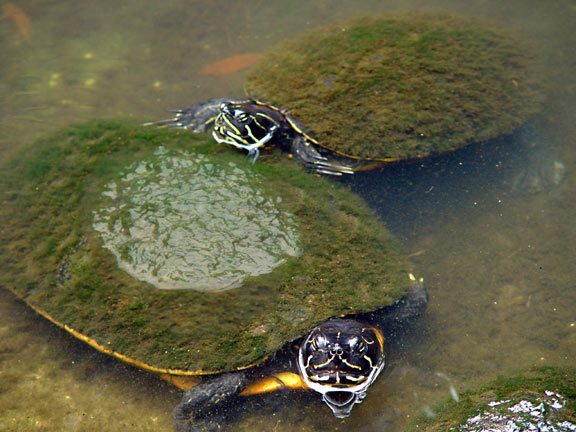 Two-fuzzy-turtles-wb.jpg