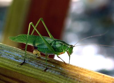Grasshopper_0904 crop.jpg