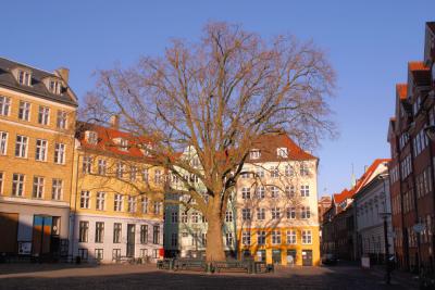 A tree grows in Copenhagen