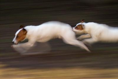 Terrier Rennen: Gotcha