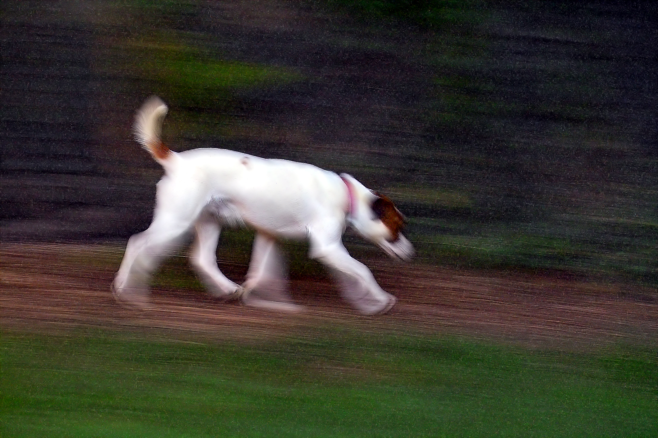Dog on Patrol (Homage to Helios)