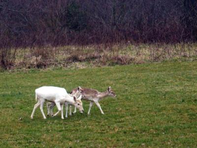 WhiteDoe with Fawns.6034