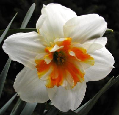 u24/lucy/medium/14585106.P3216205.flower.daffodil.variety.rz6.jpg