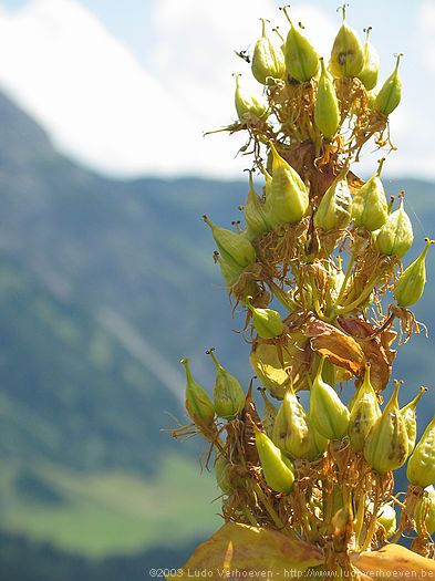 Kleinwalsertal sterreichBlumen und Kruter