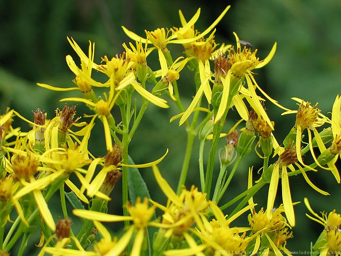 Kleinwalsertal sterreichBlumen und Kruter