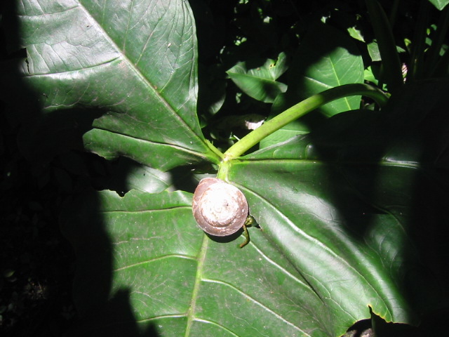 The biggest snail poo in the world