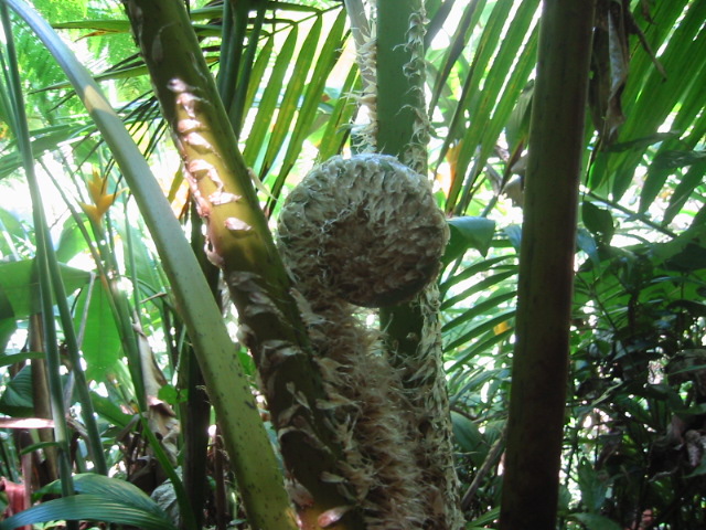 El Yunque rain forest