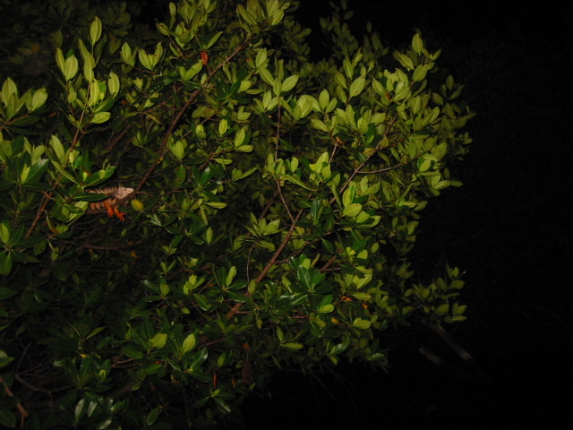Iguana in a tree
