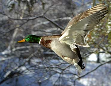 Winter Mallard - Duck
