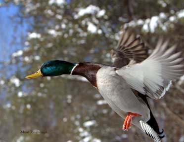Pegasus In Flight - Duck