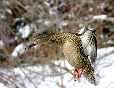 Going Down - Duck