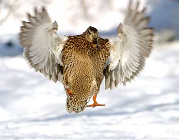 Anticipation - Duck