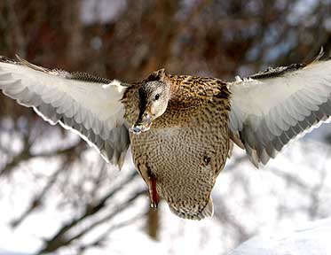 Spotting My Target. - Duck