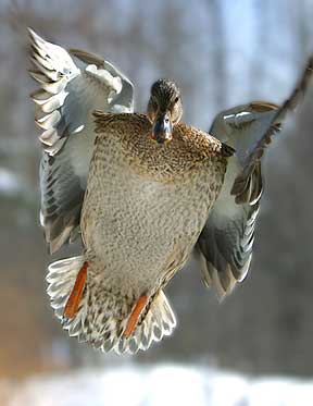 Move Over Buddy - Duck