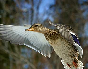Spring Fever - Duck