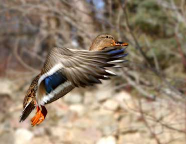 How About These Wings - Duck