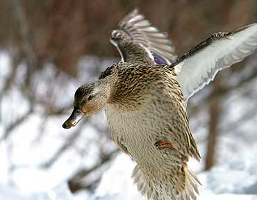 Dropping In - Duck