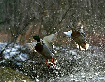 Watery Explosion - Ducks