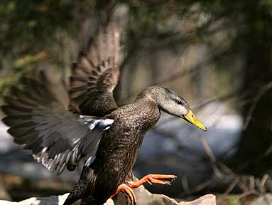 Assured Landing - Duck