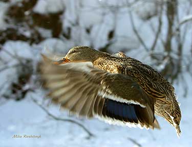 Spreading Out Into the Cold - Duck