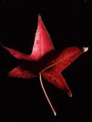 autumn