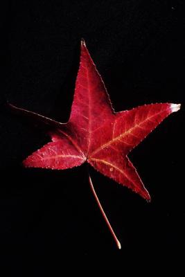 leaf_it_be3.jpg