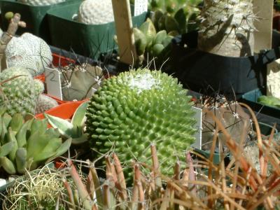 Cacti in La Jolla