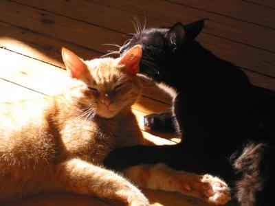 Tiger and Findus