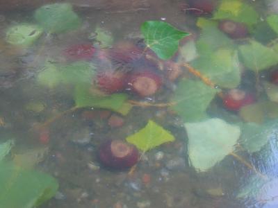 Leaves and chestnuts