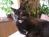 Findus