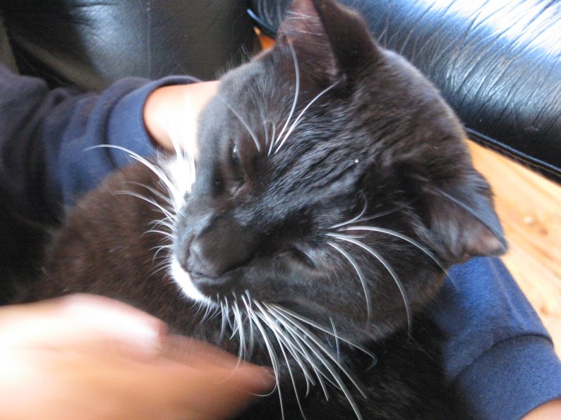 Findus