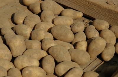 Kartoffel vom Markt