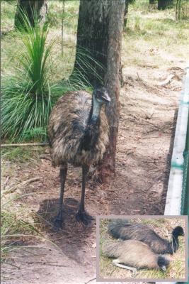 Australia Zoo_Emu.jpg