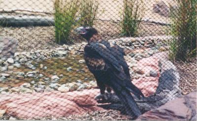 Australia Zoo_Prey Bird.jpg