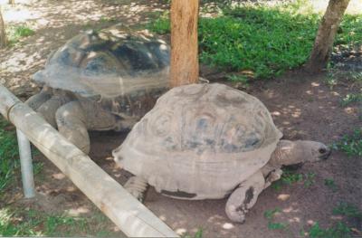 Australia Zoo_Tortise.jpg