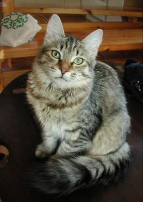 Siberian Cat  Amante's Bravura aka Taikku 5 months