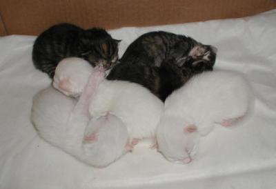 kittens one week old