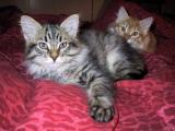 Arcturos & Alphard 11 weeks/viikkoa