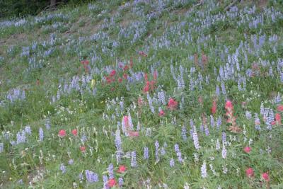 IMG_1935.jpg
