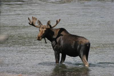 yellowstone_park