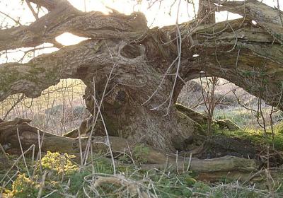 u24/mosko/medium/14373707.03160022oktreestump.jpg